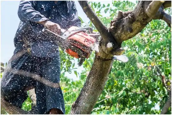 tree services Burnham